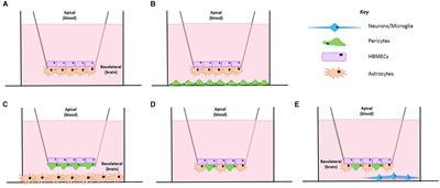 A Novel Transwell Blood Brain Barrier Model Using Primary Human Cells